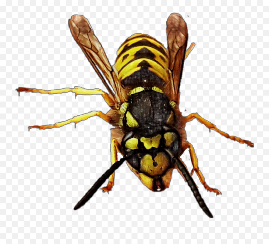 Yellowjacket Queen Queenbee Bee Wasp - Wasp Emoji,The Green Hornet Emoji