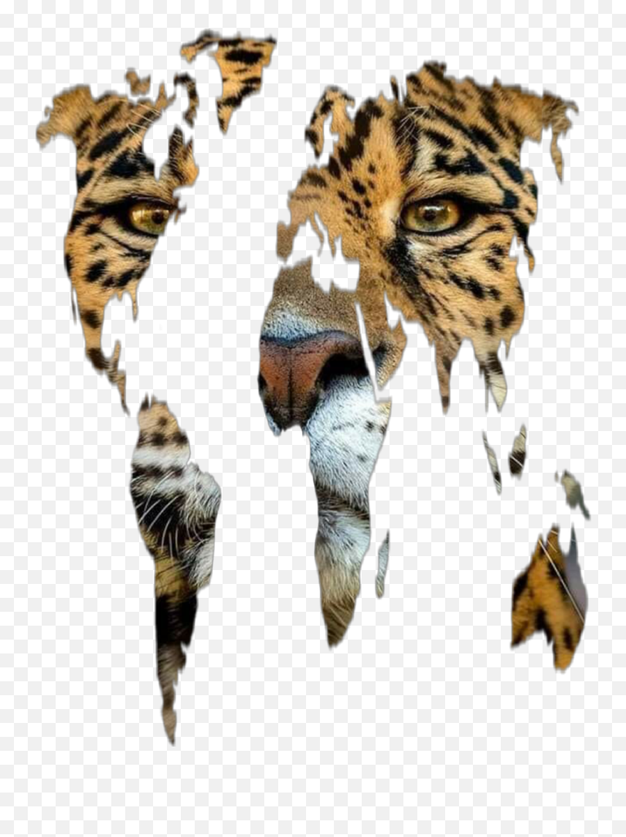 Jaguar Freetoedit - Siberian Tiger Emoji,Jaguar Emoji