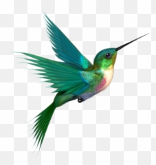 Hummingbird Drawings Clipart - Hummingbird With No Background Emoji,Hummingbird Emoji