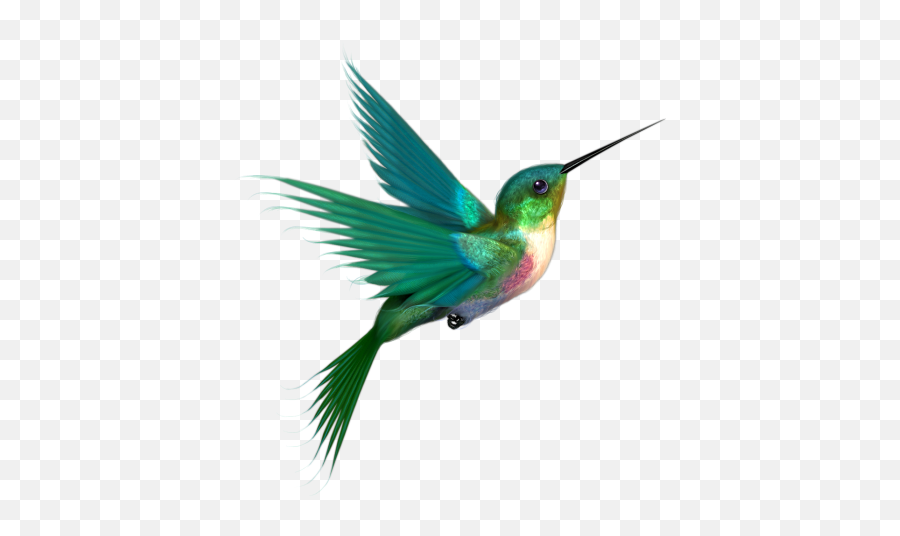 Hummingbird Drawings Clipart - Hummingbird With No Background Emoji,Hummingbird Emoji
