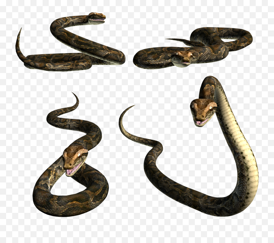 Reptiles Snake Clip Art Polyvore Free Animals - Snake Png Picart Emoji,Snake Emoji Png