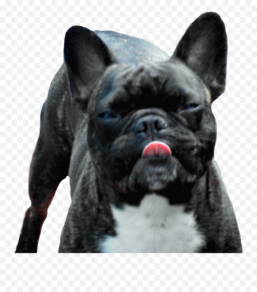 Bulldog Frances Gifs Animados - Animado Bulldog Frances Gif Emoji,Bulldog Emoticons