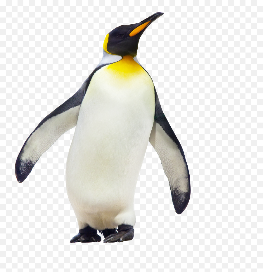 Penguin Png Hd Png Pictures - Vhvrs Emperor Penguin Png Emoji,Pittsburgh Penguins Emoji