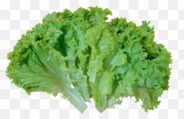 Lettuce Clipart Image - Iceberg Romaine Lettuce Green Lettuce Emoji,Lettuce Emoji