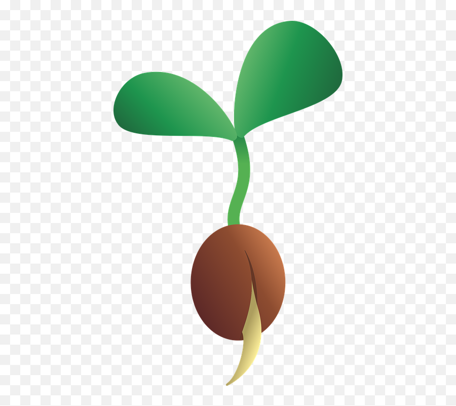 Free Sapling Plant Images - Semilla De Planta Png Emoji,Bean Sprout Emoji