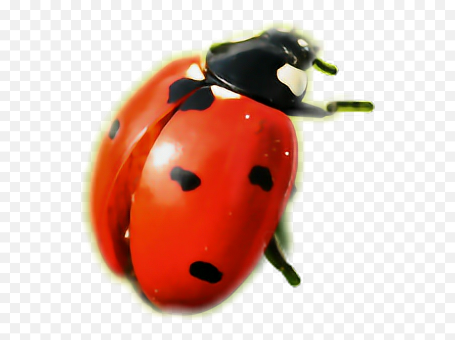 Ladybug Bug Lady Interesting Animal Freetoedit - Ladybug Emoji,Ladybug Emoji