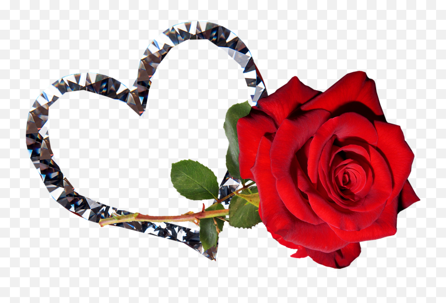 Rose Red Flower Valentine Romantic - Love Rose Romantic Good Night Emoji,Rose Gold Emoji