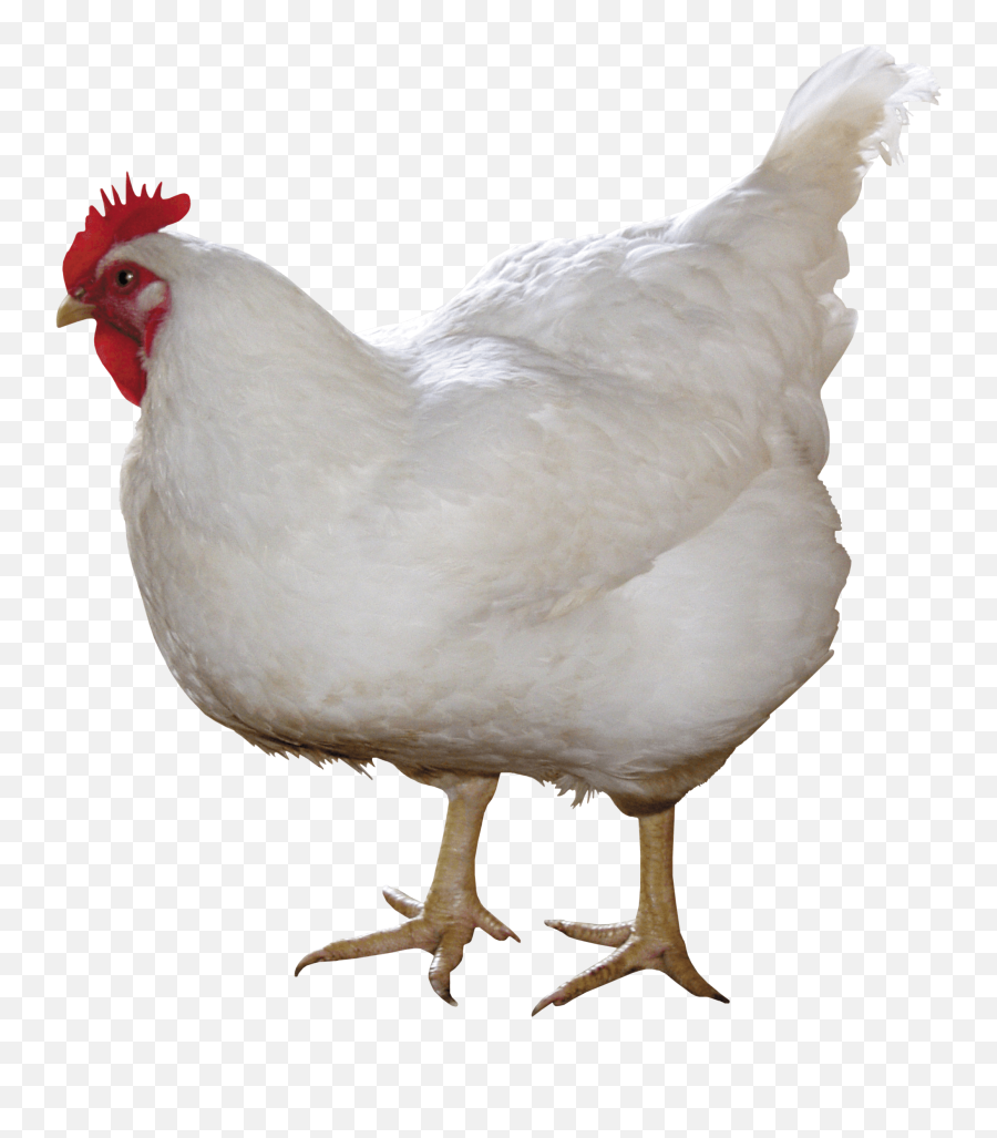 White Chicken Png Image Png Image - Chicken Png Clipart Chicken Png Emoji,Chicken Wing Emoji
