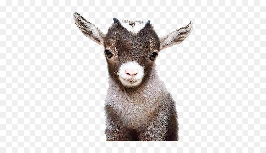 Popular And Trending Goat Stickers On Picsart - Baby Animal Print Emoji,Goat Emoji Hat
