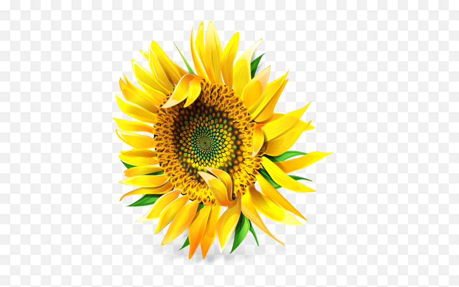 Sunflower Icon - Sunflower Png Emoji,Sunflower Emoji Png