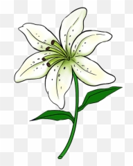 How To Draw A Lily In A Few Easy Steps - Drawing Of Lily Flower Emoji,Lily Flower Emoji