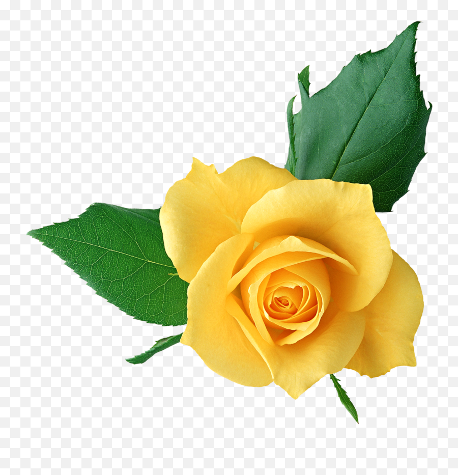 Library Of Transparent Flower Rose Yellow Image Royalty Free - Png Files Flower Png Clipart Transparent Background Emoji,Yellow Flower Emoji