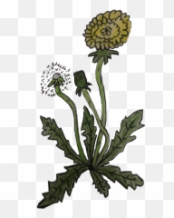 Dandelion Flower Love Art Sketch Summer Beauty Cute Lea - Field Marigold Emoji,Dandelion Emoji