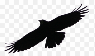 Style Illustration Of An Angry Raven - Transparent Background Crow Gif Emoji,Raven Bird Emoji