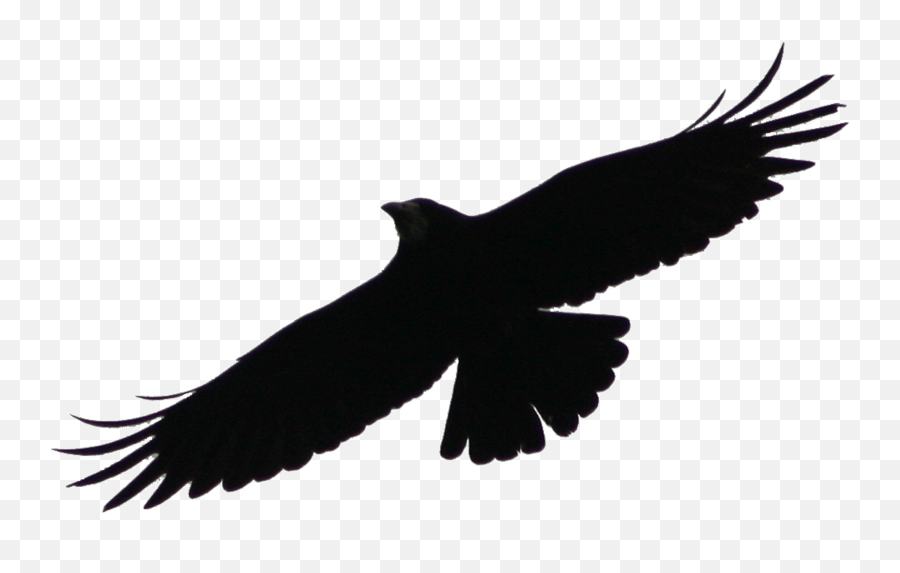 Style Illustration Of An Angry Raven - Transparent Background Crow Gif Emoji,Raven Bird Emoji