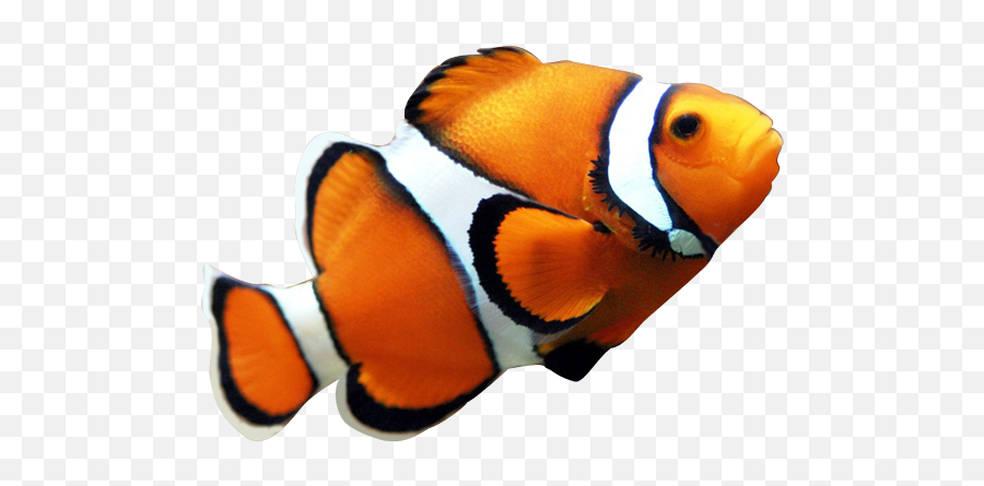 Tropical Fish Png Picture - Clownfish Png Emoji,Clown Fish Emoji