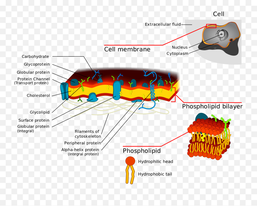 Cell Membrane - Permeases In Cell Membrane Emoji,Verified Account Emoji