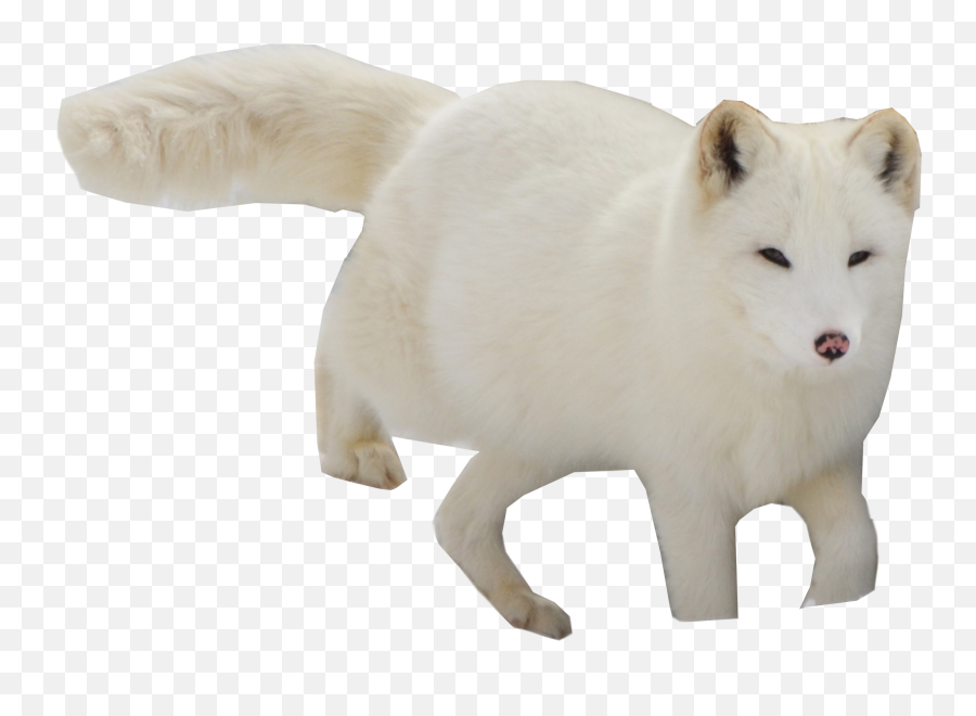 Arctic Fox Winter Fox Clipart - Portable Network Graphics Emoji,Is There A Fox Emoji