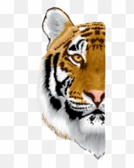 The Newest tiger face Stickers on PicsArt - Tigers Hd Face Png Emoji