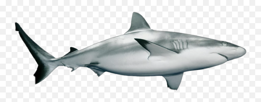 Shark Clipart - Great White Shark Emoji,Shark Fin Emoji