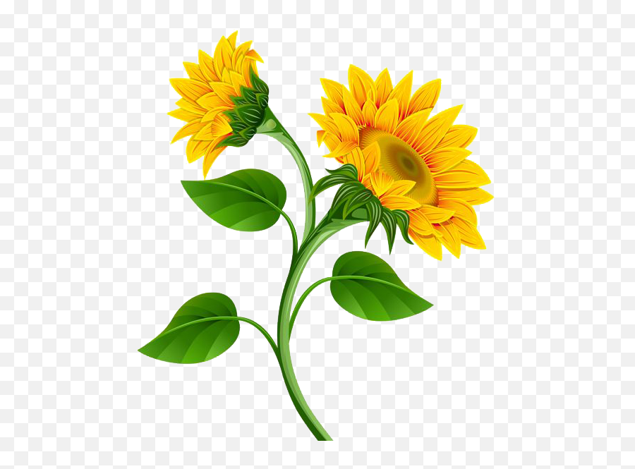 Download Sunflower Photo Hq Png Image - Png Transparent Sunflower Png Emoji,Sunflower Emoji Png