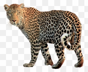 Download Free Png Jaguar Png Clipart - Jaguar Png Emoji,Jaguar Emoji