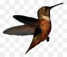 Hummingbird Transparent - Bird Gif Without Background Emoji,Hummingbird Emoji