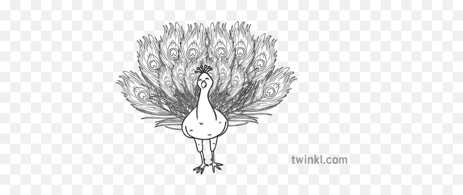 Ks1 Cute Peacock Black And White Illustration - Peafowl Emoji,Peacock Emoji