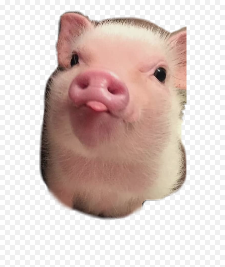 Popular And Trending Hog Stickers On Picsart - Mini Pig Stickers Emoji,Pig Knife Emoji