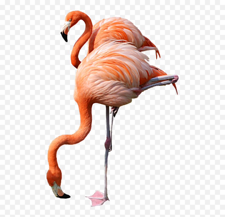 Png 2 Standing Pink Flamingo Stoc - Flamingo Transparent Background Png Emoji,Pink Flamingo Emoji