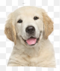 Dog - Happy Puppy White Background Emoji,Whelp Emoji