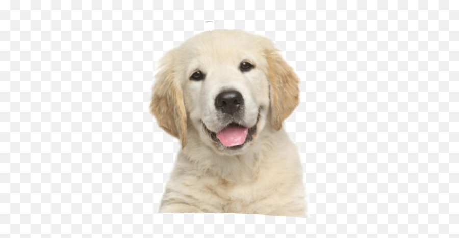Dog - Happy Puppy White Background Emoji,Whelp Emoji