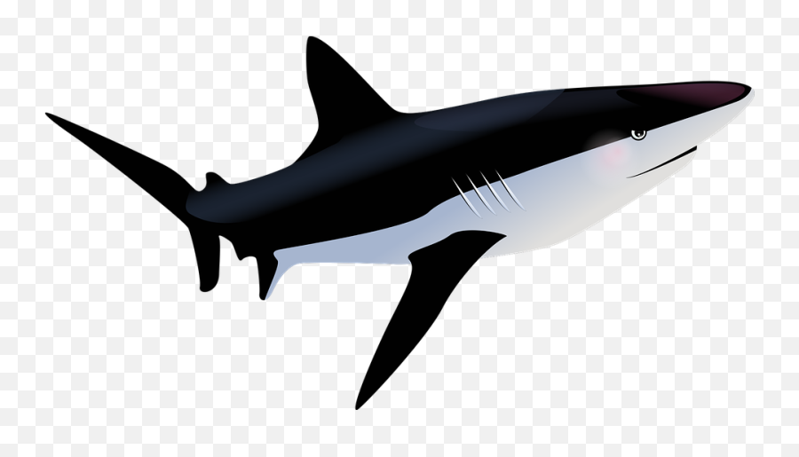 Free Shark Fish Illustrations - Gambar Ikan Hiu Background Putih Emoji,Fish Emoji