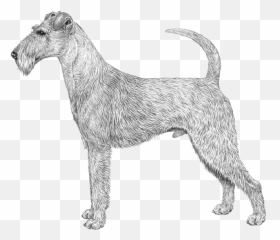Letu0027s Talk - Change the Breed Standard Other Programs Dog Irish Terrier Clipart Black And White Emoji