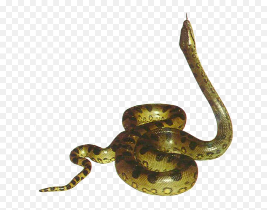 Anaconda - Animalsnakespngtransparentimagescliparticons Transparent Anaconda Gif Emoji,Snake Emoji Transparent