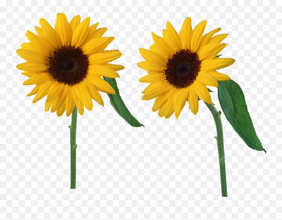 Free Free 146 Transparent Background Sunflower Clipart Sunflower Png SVG PNG EPS DXF File