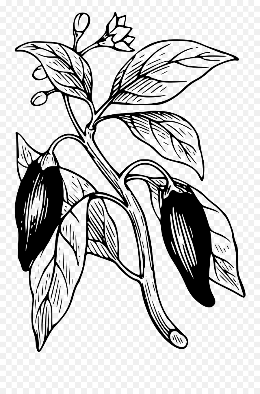 Capsicum Chilli Pepper Plant Branch - Ghost Pepper Plant Clipart Emoji,Hot Pepper Emoji