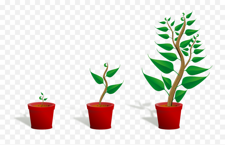 Sapling Plant Growing Seedling Growth - Getting To Know Plants Emoji,Bean Sprout Emoji