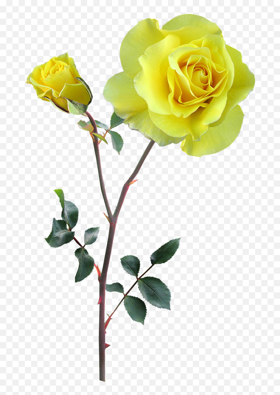 Rose Yellow Stem Flower Free Pictures - Flower With Stem Transparent Emoji,Rose Gold Emoji