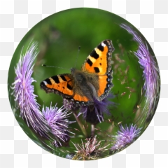 Glass Ball Ball Butterfly Tortoiseshell - Crystal Ball Emoji,Butterfly Emoji Apple