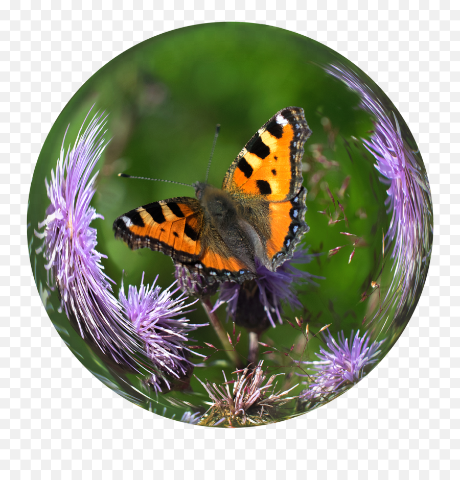 Glass Ball Ball Butterfly Tortoiseshell - Crystal Ball Emoji,Butterfly Emoji Apple