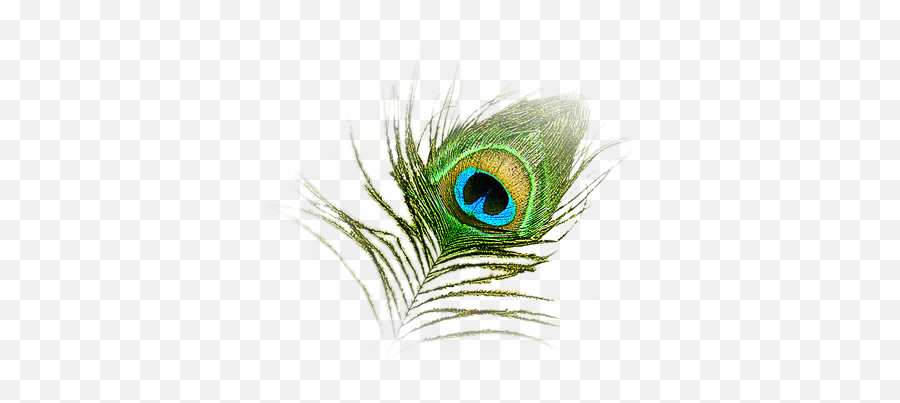 Hd Peacock Image In Our System 22901 - Free Icons And Png Feather Emoji,Peacock Emoji
