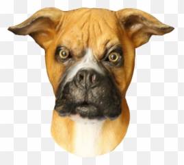 Latex Masks - Mistermasknl Boxer Emoji,Boxer Dog Emoji