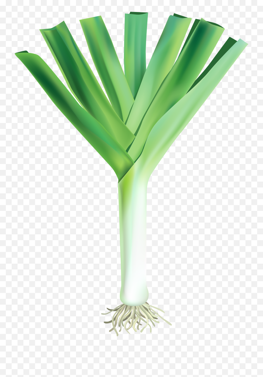 Clipart Garlic Png - Garlic Plants Png Emoji,Leek Emoji