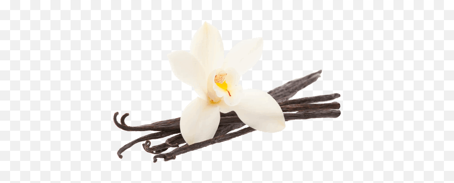 Vanilla Flower Png Vanilla Flower Png Transparent Free For - Vanilla Bean Png Emoji,Vanilla Emoji
