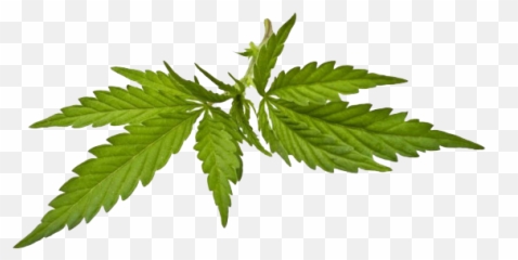 Weed Png Clipart - Language Emoji,Weed Plant Emoji