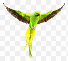 Parrot Birds Bird Hummingbird - Flying Green Parrot Png Emoji,Parrot Emoji