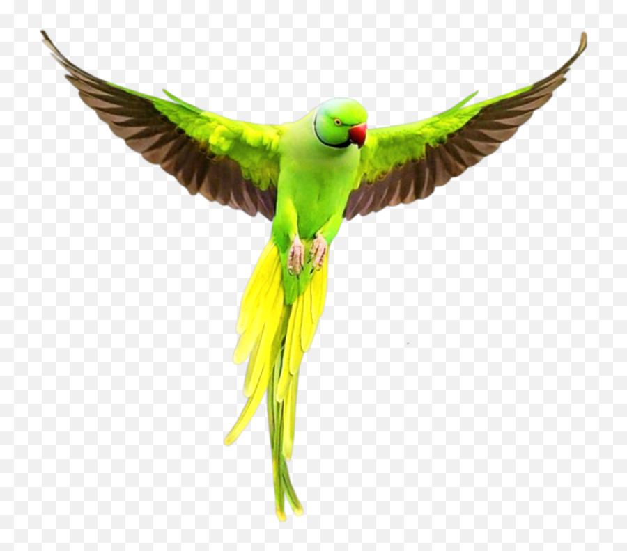 Parrot Birds Bird Hummingbird - Flying Green Parrot Png Emoji,Parrot Emoji