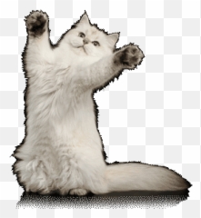 A Year In Review - Soft Emoji,Grumpy Cat Emoji