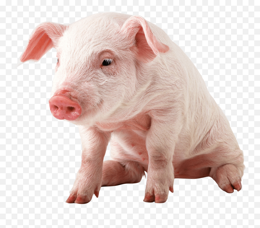 Pig Png Images Cartoon Pig Baby Pig - Pig Png Emoji,Flying Pig Emoji